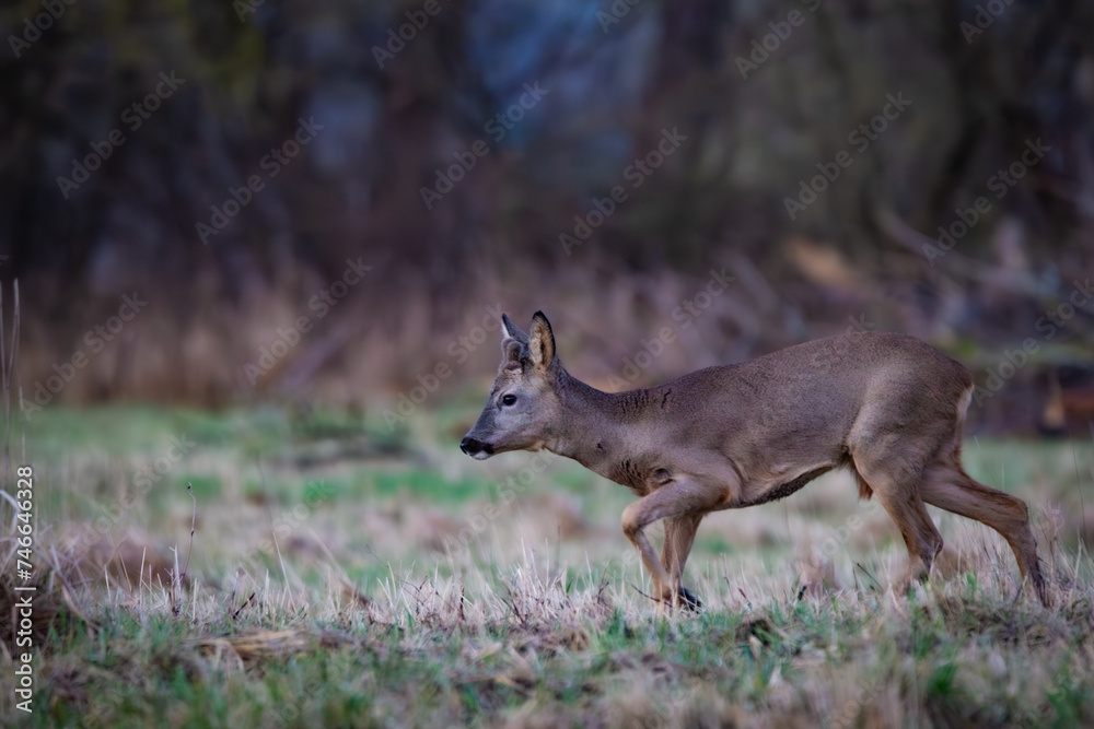 Roe deer (Capreolus capreolus) on a meadow in spring