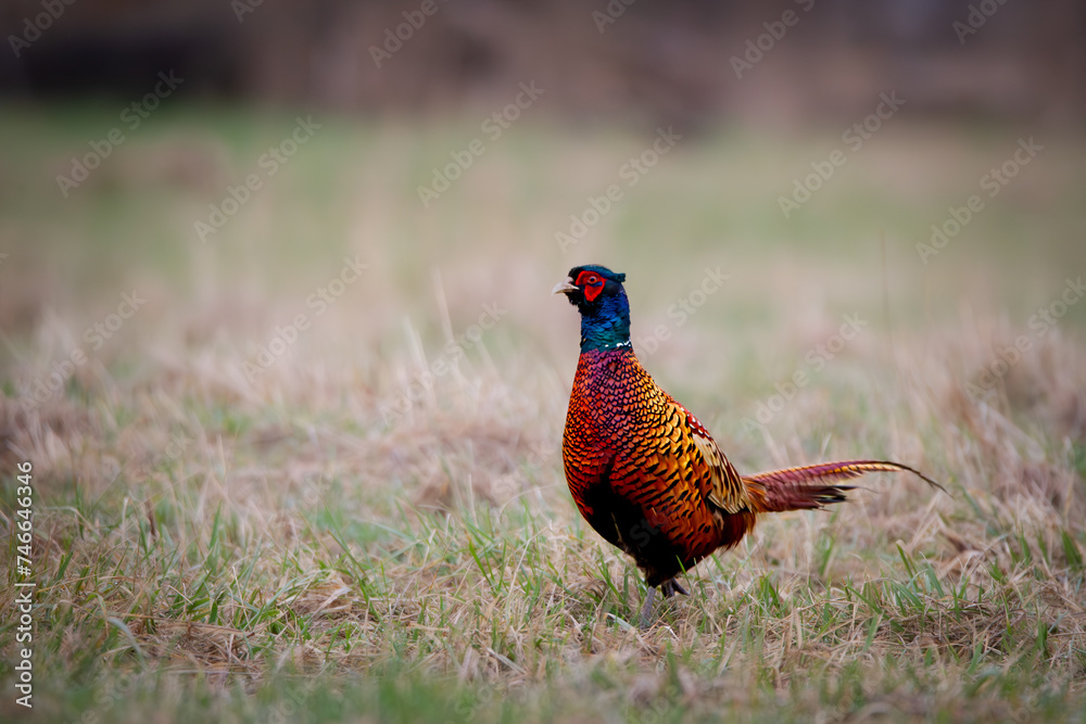 Fototapeta premium Male Pheasant (Phasianus colchicus) On a meadow in spring