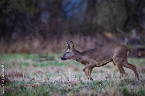 Fototapeta Naklejka Na Ścianę i Meble -  Roe deer (Capreolus capreolus) on a meadow in spring