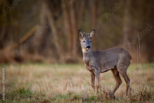 Roe deer (Capreolus capreolus) on a meadow in spring 