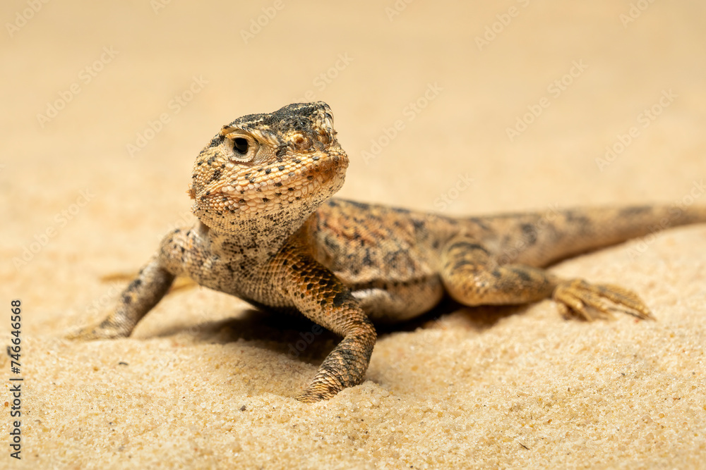 Toad-headed Agama or Secret Toadhead Agama (Phrynocephalus mystaceus) is a species of agamid lizard. Toad-headed Agama or Secret Toadhead Agama (Phrynocephalus mystaceus) is a species of agamid lizard.