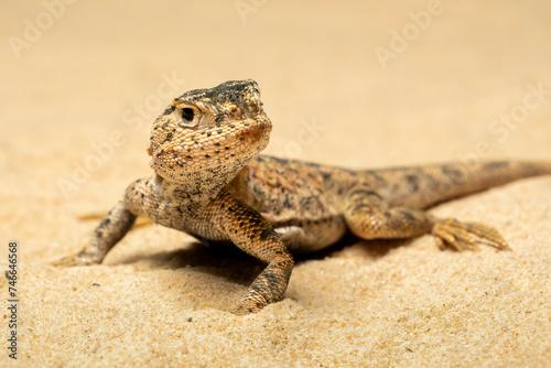 Schilderij op canvas Toad-headed Agama or Secret Toadhead Agama (Phrynocephalus mystaceus) is a species of agamid lizard