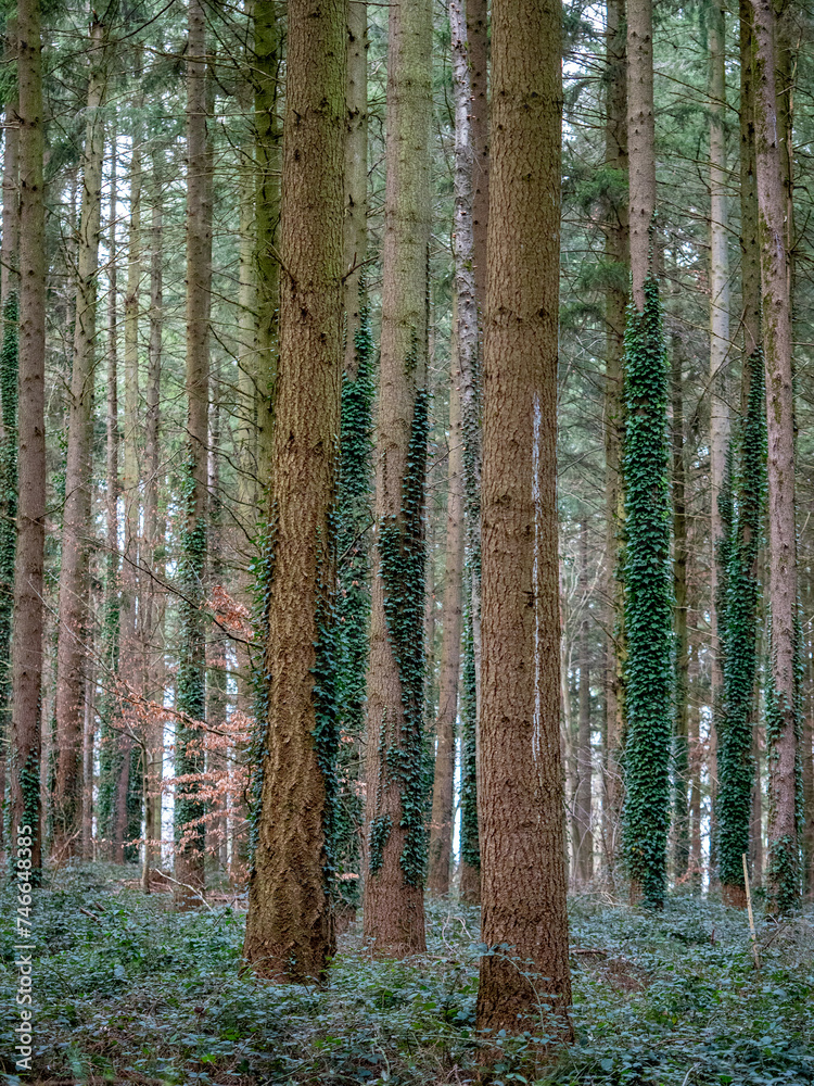 Obraz premium Fichten Wald