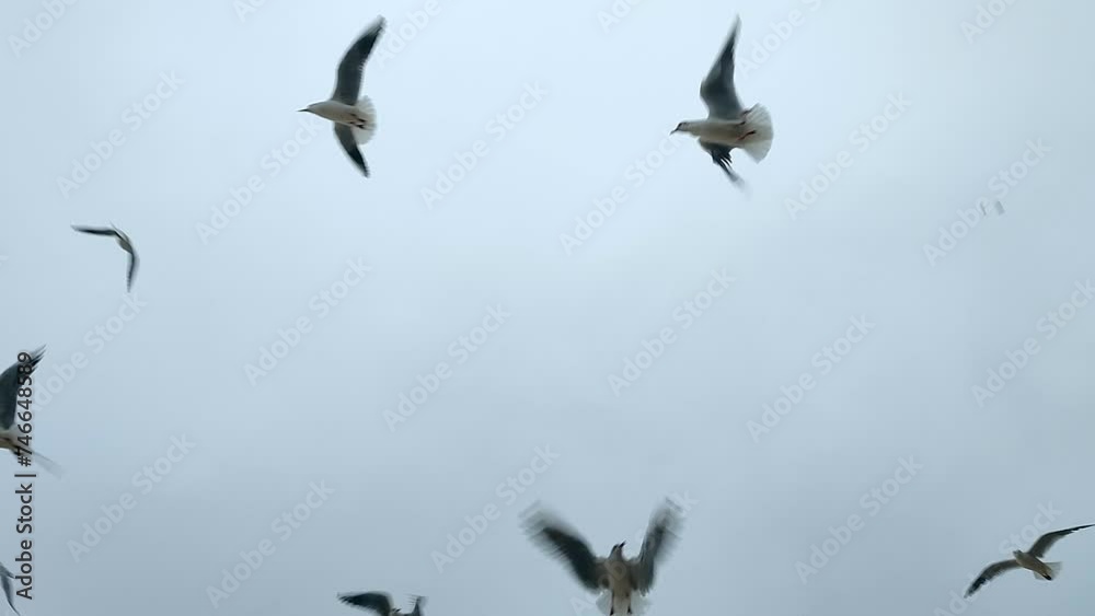 Seagulls flying in the sky. Many white sea gulls flying in the sky in cloudy weather. Flock of birds. Bottom view Seagulls flying in the sky. Many white sea gulls flying in the sky in cloudy weather. Flock of birds. Bottom view