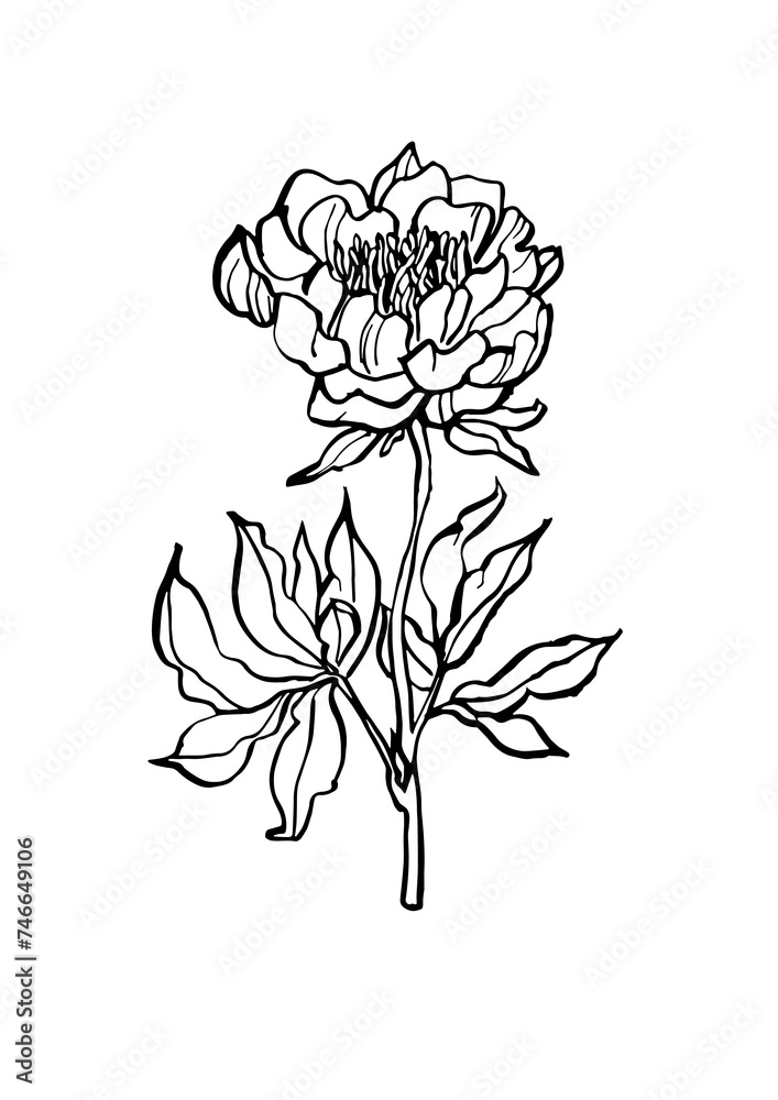 Obraz premium Vector illustration - ink sketch peony flowers branch. Art for for prints, wall art, banner, background