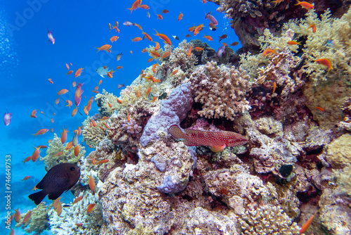 Colorful  picturesque coral reef at the bottom of tropical sea  hard corals and fishes Anthias  underwater landscape