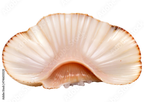 Raw scallop, cut out on white transparent background
