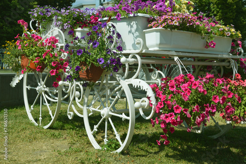 White outdoor decorative flowerbed - carriage cart with large wheels loaded with boxes of blooming red, lilac and pink petunias