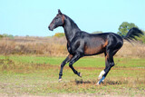 horse runs gallop, A beautiful thin graceful horse gallops across the field