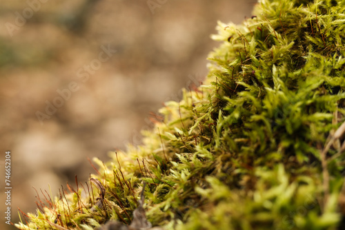 Green moss close-up. Natural background. Shallow depth of field
