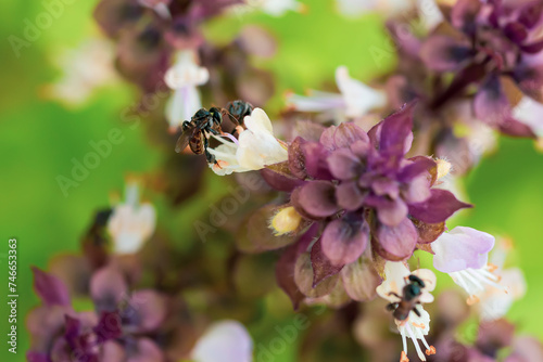 Fototapeta Naklejka Na Ścianę i Meble -  Close-up of bees pollinating a white flower