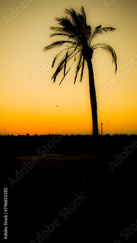 Beautiful sunset with date palm tree