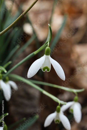 Wallpaper Mural Snowdrop flower, Galanthus nivalis, close up Torontodigital.ca