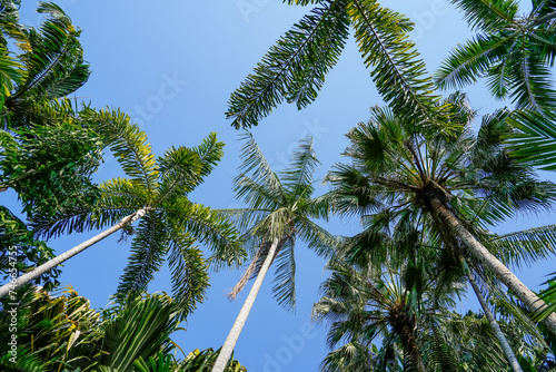 Palm trees exotic rainforest against a background of tropical blue sky and clouds.