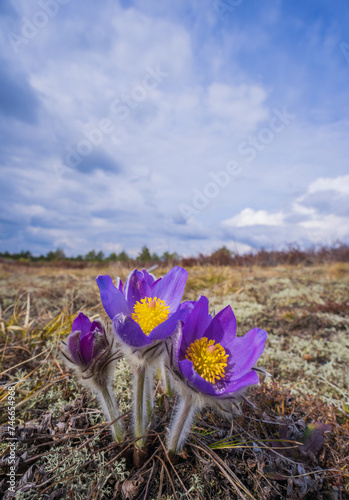 Pasqueflowers - Pulsatilla patens  blooming at spring in the forest