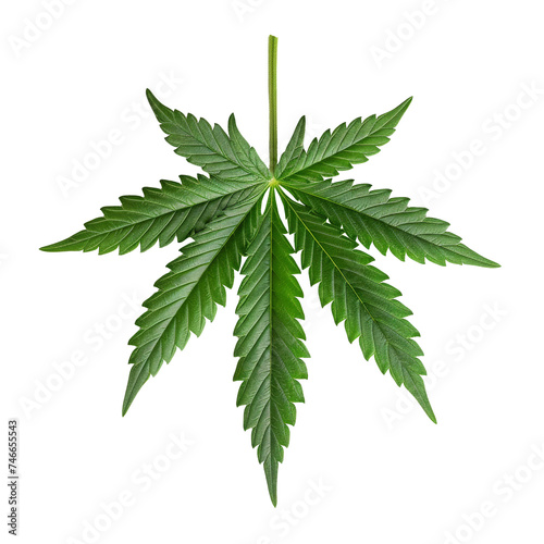 Medical cannabis leaf.