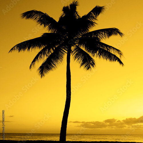 Palm Trees Sunset Near Ocean Beach Tropical Location
