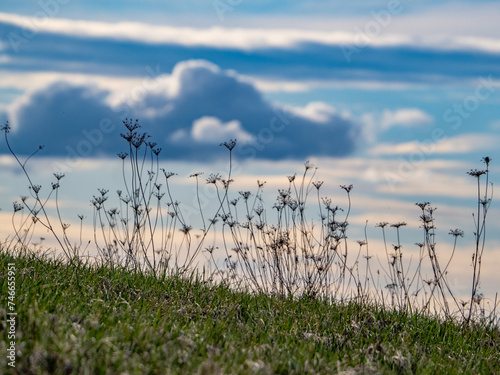 Wildblumen auf der Wiese photo