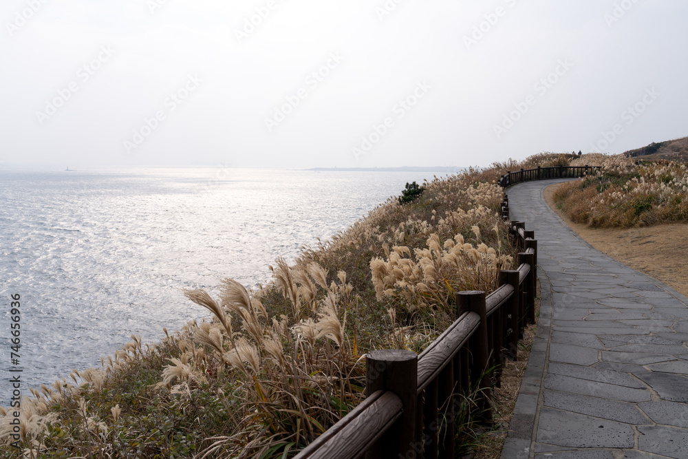 View of the footpath with the swaying reeds in the seaside cliff View of the footpath with the swaying reeds in the seaside cliff