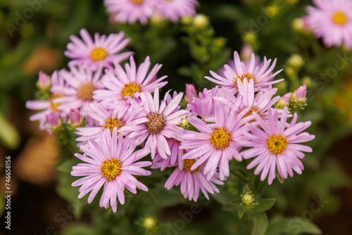 Aster amellus 'Glücksfund'  