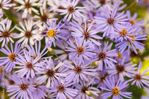 Herzblatt-Aster (Aster x herveyi 'Twighlight')