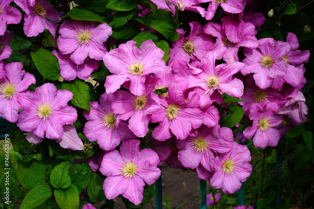 A variety of flowering clematis.