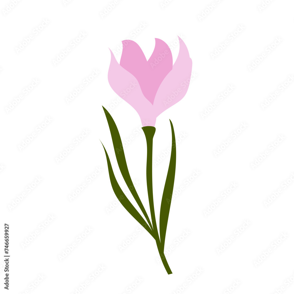 
 Crocus isolated on white background. Spring flowers.Simple flat style