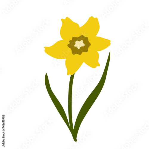 Vector flowers, narcissus illustration.First spring flowers. Simple illustration on a white background.