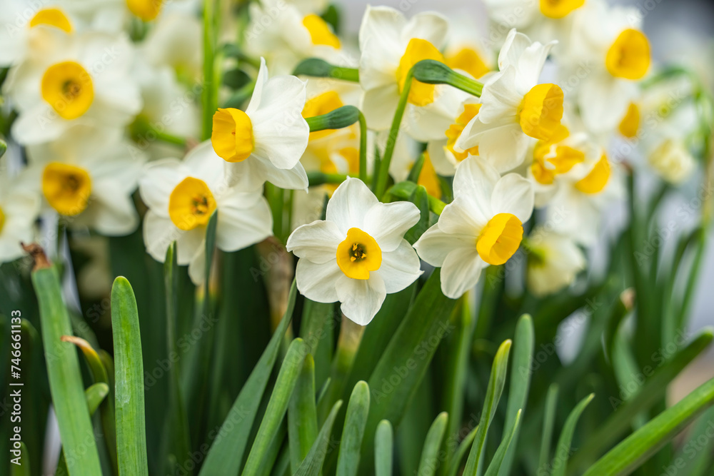 blooming narcissus or white daffodils in close view