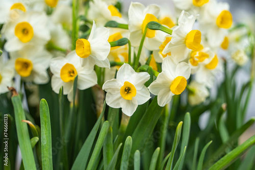 Fototapeta Naklejka Na Ścianę i Meble -  blooming narcissus or white daffodils in close view
