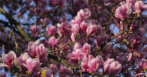 Spring and magnolia flowering season. Pink flowers on blue sky background