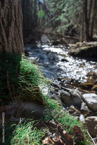 stream in the forest