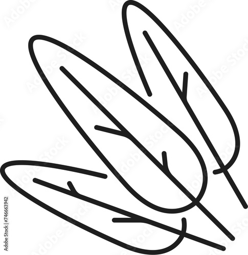 Sage isolated kitchen herb, Common Salvia outline icon. Vector kitchen herb hand drawn leaf, culinary sage, spicy flavored seasoning condiment