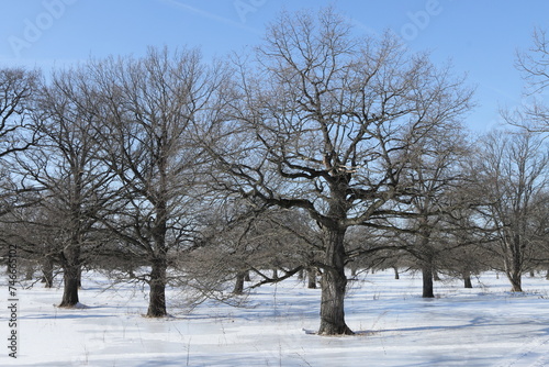 Oak grove on the banks of the Oka River between the villages of Korostovo and Zaokskoye near the city of Ryazan