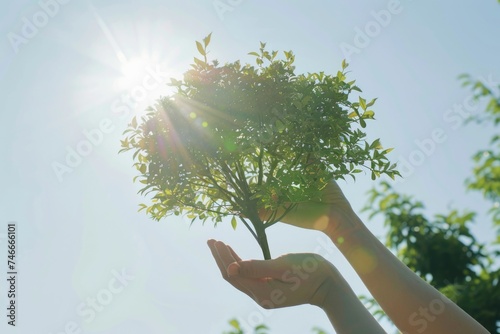 Person holding a small tree, suitable for environmental concepts