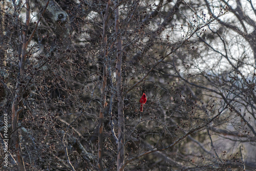 Cardinal In Tree