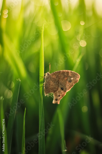 Common evening brown butterfly has a brown color. Common evening brown butterfly has the Latin name melantis leda from the Nymphalidae family. Common evening brown butterfly perch on a leaf photo