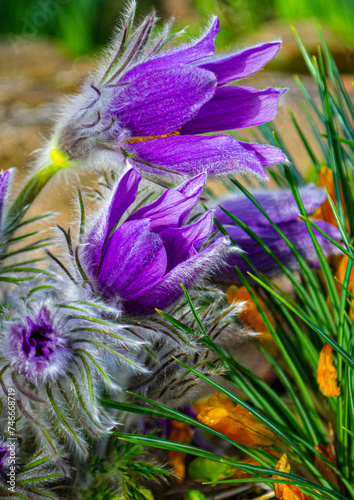 Flowers of the Windflower or Pulsatilla Patens.First spring blooming flower, purple plant macro, dream grass
