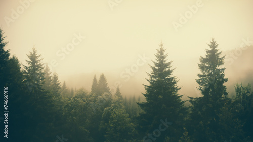 Misty landscape with fir forest in hipster vintage retro style