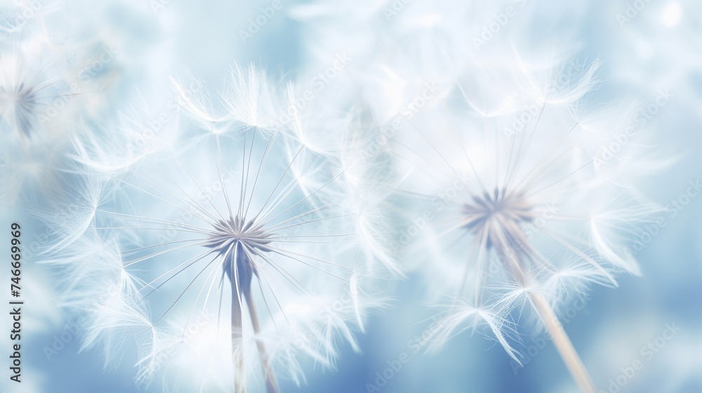Obraz premium Abstract dandelion flower background. Seed macro closeup. Soft focus . Spring nature