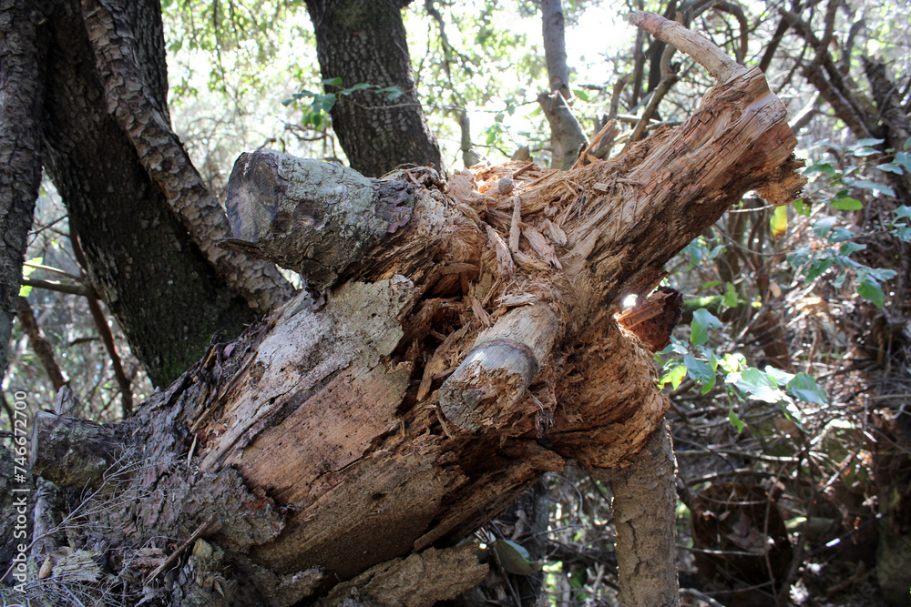 Radice di albero e tronco marcio abbattuto nella foresta Radice di albero e tronco marcio abbattuto nella foresta