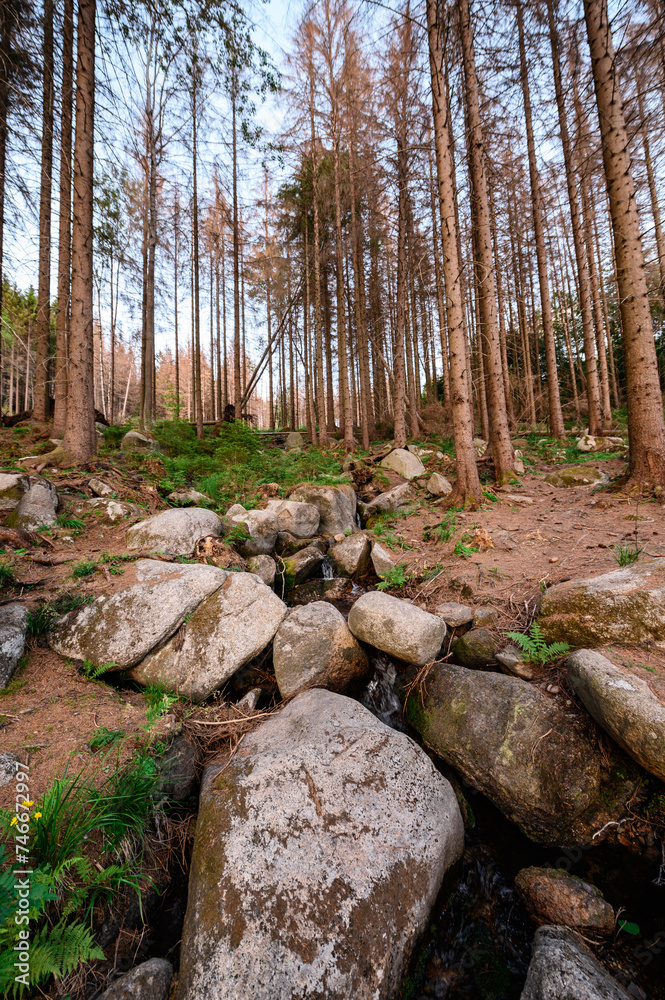 A crystal-clear stream meanders through a forest, its path marked by smooth stones and the quiet guardianship of trees A crystal-clear stream meanders through a forest, its path marked by smooth stones and the quiet guardianship of trees