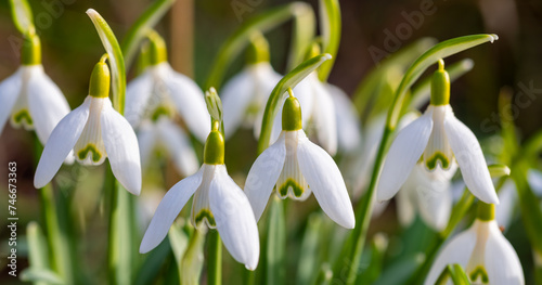 Snowdrop close up panorama. Macro portrait of early bloomer flowers with white petals in bright springtime sunlight in Sauerland Germany. Galanthus is a small bulbous perennial herbaceous plant.