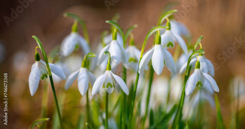 Snowdrop close up panorama. Bunch popular spring herald flowers with white petals in bright springtime sunlight in Sauerland Germany. Galanthus is a early blooming bulbous perennial herbaceous plant. © ON-Photography