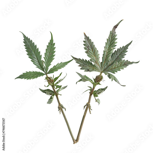 cannabis leaf  isolated on transparent background created using generative Ai tools