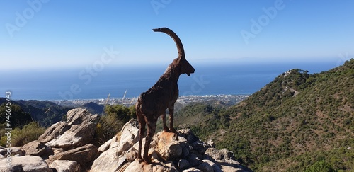 Iberian Ibex staute  photo