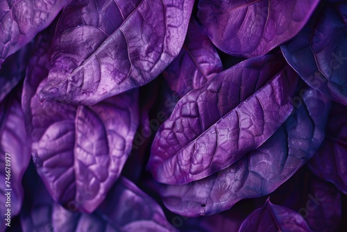 Detailed close up of purple leaves, perfect for nature backgrounds