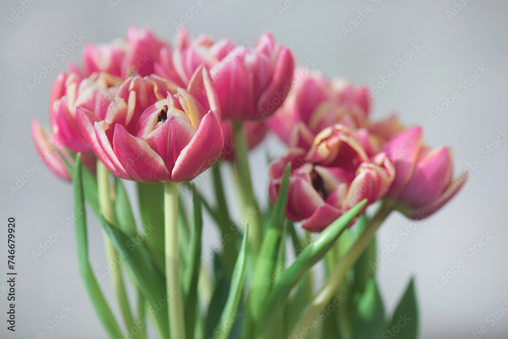 closeup of beautiful pink double-flowered tulip flowers isolated on clear background