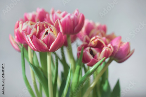 closeup of beautiful pink double-flowered tulip flowers isolated on clear bac...