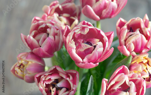 closeup of beautiful pink double-flowered tulip flowers isolated on clear bac...